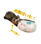 日常フェレットスタンプ（個別スタンプ：20）