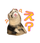 日常フェレットスタンプ（個別スタンプ：25）