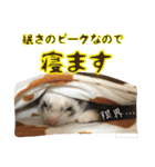 日常フェレットスタンプ（個別スタンプ：27）