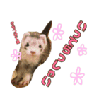 日常フェレットスタンプ（個別スタンプ：31）