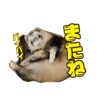 日常フェレットスタンプ（個別スタンプ：32）