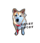 柴犬ぽい（個別スタンプ：1）