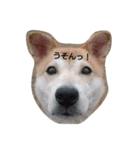 柴犬ぽい（個別スタンプ：2）
