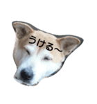柴犬ぽい（個別スタンプ：3）