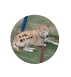 柴犬ぽい（個別スタンプ：4）
