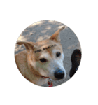 柴犬ぽい（個別スタンプ：5）