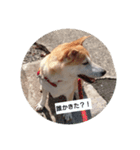 柴犬ぽい（個別スタンプ：6）