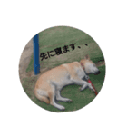 柴犬ぽい（個別スタンプ：7）