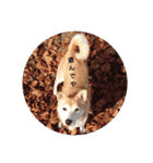 柴犬ぽい（個別スタンプ：8）