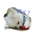 wan dog（個別スタンプ：1）