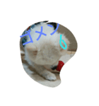 wan dog（個別スタンプ：2）