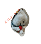 wan dog（個別スタンプ：3）