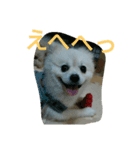 wan dog（個別スタンプ：4）