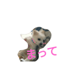 wan dog（個別スタンプ：5）