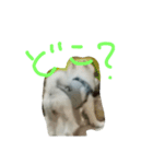 wan dog（個別スタンプ：7）