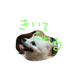 wan dog（個別スタンプ：8）