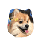 ポメラニアンひまわり敬語（個別スタンプ：1）