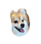 ポメラニアンひまわり敬語（個別スタンプ：2）