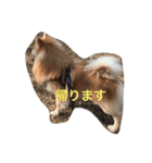 ポメラニアンひまわり敬語（個別スタンプ：8）