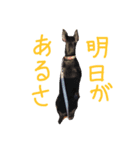 ミニピンのポッキー君（個別スタンプ：5）