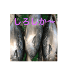 nobukuni2（個別スタンプ：1）