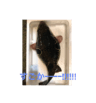 nobukuni2（個別スタンプ：4）