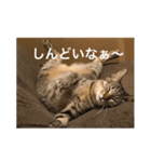 LOVE LOVE PETS（個別スタンプ：1）