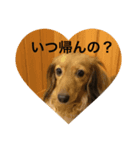 LOVE LOVE PETS（個別スタンプ：2）