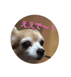 LOVE LOVE PETS（個別スタンプ：3）
