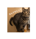 LOVE LOVE PETS（個別スタンプ：4）