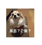 LOVE LOVE PETS（個別スタンプ：5）