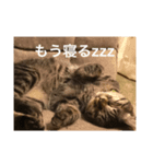 LOVE LOVE PETS（個別スタンプ：6）