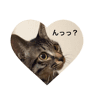 LOVE LOVE PETS（個別スタンプ：7）