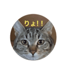 LOVE LOVE PETS（個別スタンプ：8）