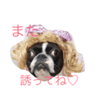ボストンテリアのびしゃくん（個別スタンプ：1）