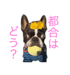 ボストンテリアのびしゃくん（個別スタンプ：4）