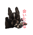 ボストンテリアのびしゃくん（個別スタンプ：7）