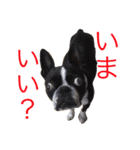 ボストンテリアのびしゃくん（個別スタンプ：8）