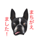 ボストンテリアのびしゃくん（個別スタンプ：9）