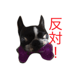 ボストンテリアのびしゃくん（個別スタンプ：12）