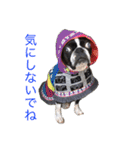ボストンテリアのびしゃくん（個別スタンプ：16）
