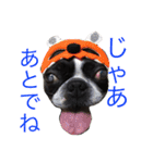 ボストンテリアのびしゃくん（個別スタンプ：20）