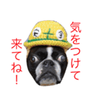 ボストンテリアのびしゃくん（個別スタンプ：23）