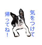 ボストンテリアのびしゃくん（個別スタンプ：24）