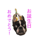 ボストンテリアのびしゃくん（個別スタンプ：30）