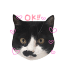 cecm cats style（個別スタンプ：1）