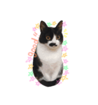 cecm cats style（個別スタンプ：3）