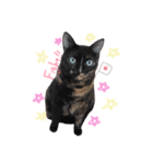 cecm cats style（個別スタンプ：4）