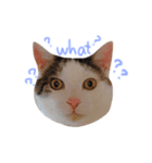 cecm cats style（個別スタンプ：5）