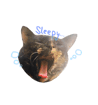 cecm cats style（個別スタンプ：6）